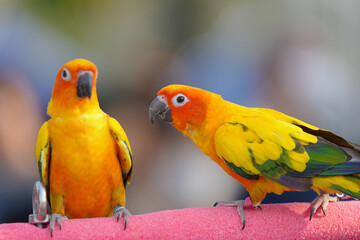 Sun Conure parrots Free-flying training bird standing on a perch