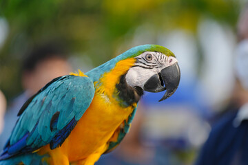 Blue and gold macaw Free-flying training bird standing on a perch.