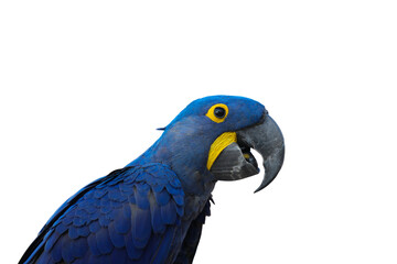 Hyacinth macaw Free-flying training bird.Isolated on white background. This has clipping path.