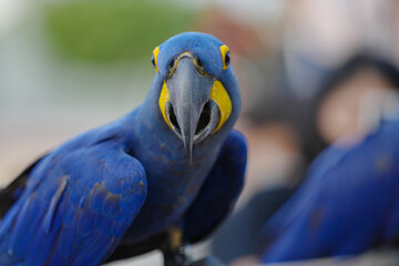 Hyacinth macaw Free-flying training bird standing on a perch.