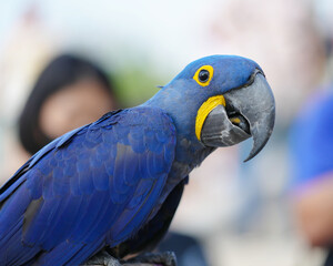Hyacinth macaw Free-flying training bird standing on a perch.