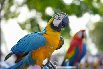 Blue and gold macaw Free-flying training bird standing on a perch.
