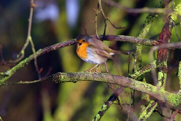 Closeup of a robin