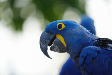 Hyacinth macaw Free-flying training bird standing on a perch.