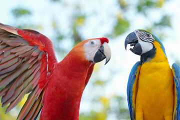 Blue and gold with scarlet macaw Free-flying training bird standing on a perch.