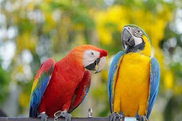 Blue and gold with scarlet macaw Free-flying training bird standing on a perch.