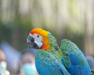Shamrock macaw Hybrid military with scarlet macaw Free-flying training bird standing on a perch.