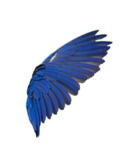 Obraz premium Wing of Hyacinth macaw Free-flying training bird.Isolated on white background. This has clipping path.