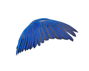 Obraz premium Wing of Hyacinth macaw Free-flying training bird.Isolated on white background. This has clipping path.