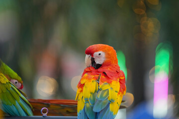 scarlet macaw parrot Free-flying training bird standing on a perch.