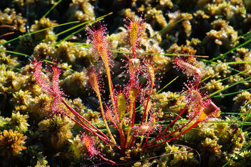 Carnivorous plant english sundew (Drosera anglica)