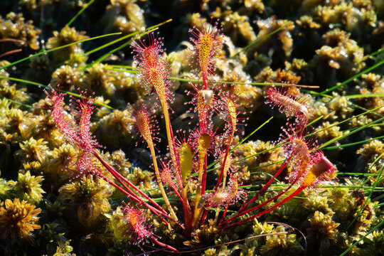 Carnivorous plant english sundew (Drosera anglica)