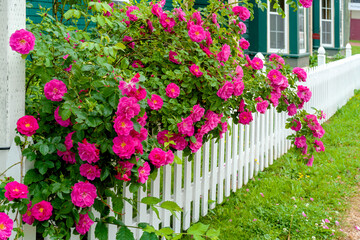 Climbng rose spilling over an arbor and white picket fence.