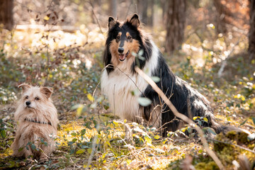 Collies im Wald