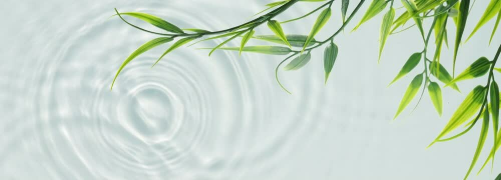 border of hanging green bamboo leaf  branch isolated on blue water surface background banner with slow motion rain drop circles in sunlight reflections, motion design beauty spa backdrop 