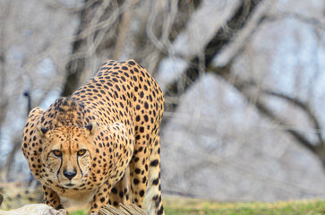 cheetah in the wild  © Orhan Çam