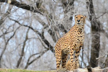 cheetah in the wild	