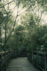 Obraz premium path in the forest