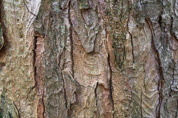 Zeichen der Zeit - Baumrinde