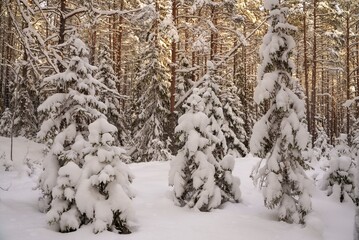 Winter forest landscape, Coniferous trees covered with snow. Snowy day in the forest