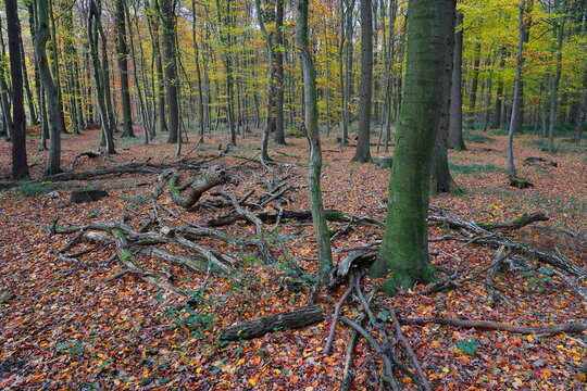 dead wood in the deciduous forest