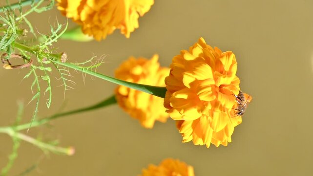 closeup the brown black honey bee hold on yellow orange marigold  flower with plants and take the juice  soft focus natural green brown background.