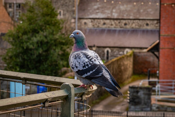 walking around Conwy in the winter sunshine