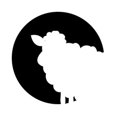 black and white sheep
