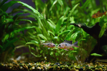 A pair of Bolivian rams, also known as Mikrogeophagus altispinosus, facing each other in a fish tank.
