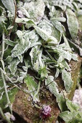 Macro image of leaves covered in frost, Derbyshire England
