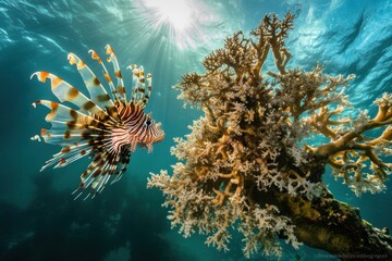 Captivating image of lone lionfish hovering near coral reef