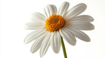 Naklejka premium stunning close-up photography showcasing a single white daisy flower with a bright yellow center, perfect for nature and botanical enthusiasts seeking high-resolution floral imagery