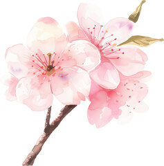 Cherry blossom flowers watercolor painting isolated on transparent background.