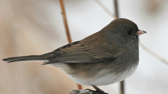 Dark-eyed junco in winter.