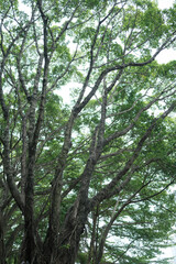 trees