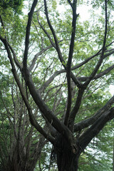 Obraz premium trees