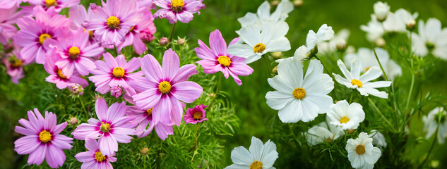 różowe i białe onętki, łąka kwietna, cosmos flower, flower meadow,  © meegi