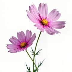 Two vibrant violet flowers with foliage stand out against white backdrop. Beautiful soft petals, rich yellow center create delicate aesthetic. High-quality image highlights details of flower. Image