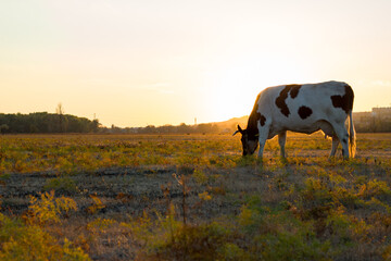 Cow in a yellow field at sunset. Autumn in the village of Boguchar.