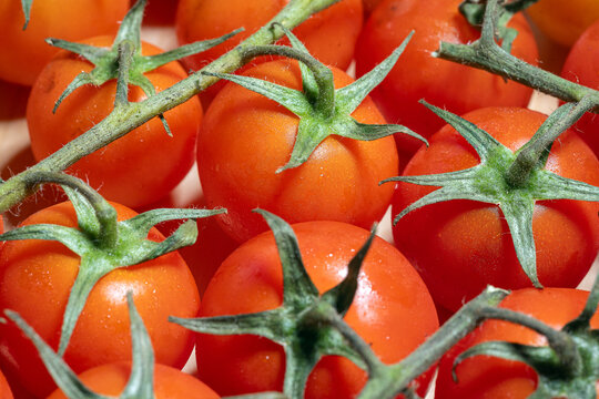 Abundance of Ripe Red Tomatoes on Vine With Green Stems