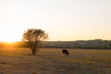 Cow in a yellow field at sunset. Autumn in the village of Boguchar.