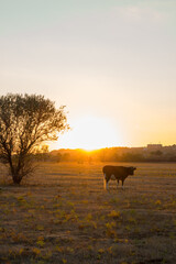 Cow in a yellow field at sunset. Autumn in the village of Boguchar.