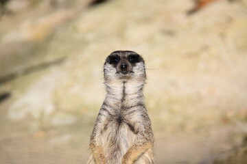 Fototapeta premium The lemur
