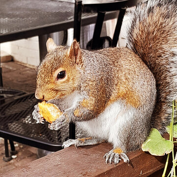 Fat Squirrel Eating a Nut