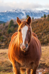 Caballo marrón en prado en el atardecer