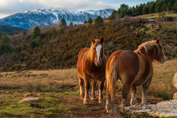 Caballos marrones con crines doradas y mancha blanca en prado