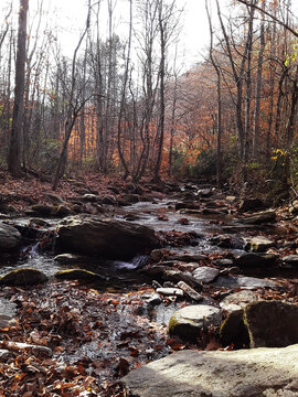 Autumn Forest Stream 