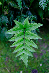 Ferns