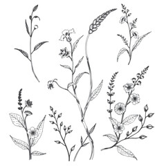 Detailed vector floral art with organic plant designs