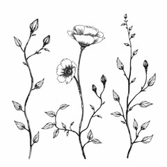 Detailed vector line art of blooming flowers and plants